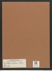 Navicula sudetica Hilse (de-Toni-Nr.: Genus 1, Species 738) Zeichnungen Sammlung Grunow Mappe 00597 (Herbarium_W_Grunow_drawings_Folder_00597)